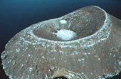Daphne Island